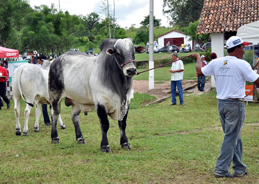 Imagem do leilão 11° Remate da Coqueiral 