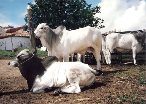 Imagem do leilão 1°  Remate da  Coqueiral