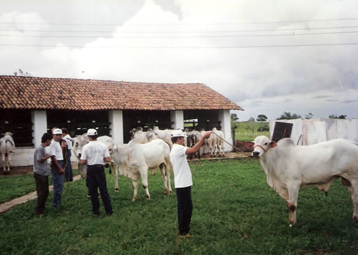 Imagem do leilão 2° Remate da  Coqueiral 