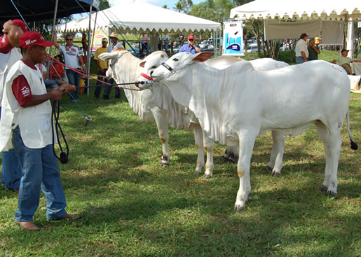 Imagem do leilão 10° Remate da Coqueiral 